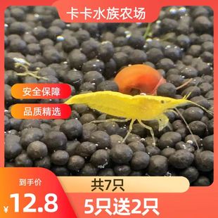 金背黄金米虾台湾稀有高端米虾宠物虾观赏虾清洁虾除藻虾草缸虾