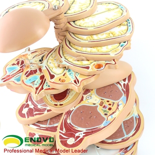 ENOVO颐诺医学人体躯干横断层模型人体断面解剖学与影像解剖学医