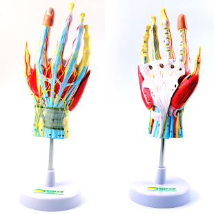 手部解剖模型手关节骨骼肌肉血管神经手外科腕关节手显 ENOVO颐诺