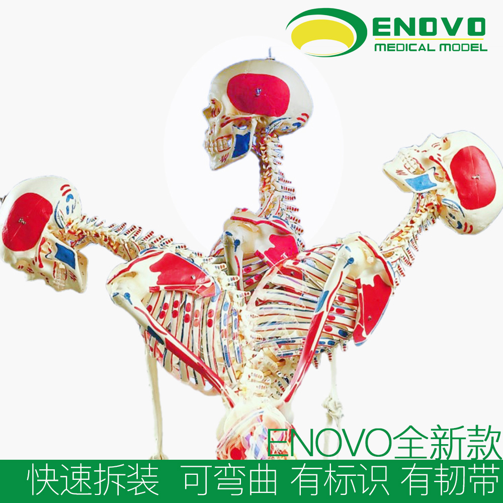 ENOVO颐诺170CM人体骨骼模型肌肉起止点韧带骨架标本医学教学演示