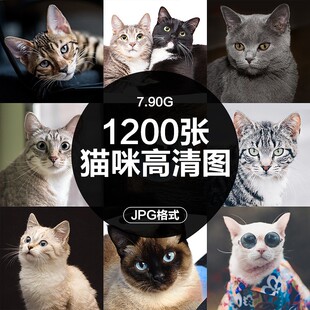 高清图库4K可爱小猫咪动物猫百态摄影电脑壁纸ps海报设计图片素材