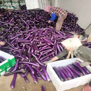 广西南宁特产农家种植新鲜茄子现摘现发净含量5斤装