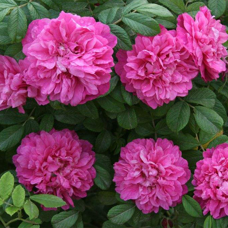 浓香花卉植物 可食用玫瑰花大苗盆栽平阴玫瑰树苗室内阳台庭院四季