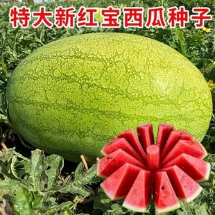 高产水果蔬菜种孑 四季 特大新红宝西瓜种子巨型瓜农家菜园大棚春季