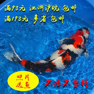 冷水鱼观赏鱼招财鱼宠物鱼日本进口淡水鱼 纯种昭和三色锦鲤活体