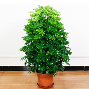 客厅 室内 大型绿植鸭脚木七叶莲摇钱树八方来财盆栽发财树办公室