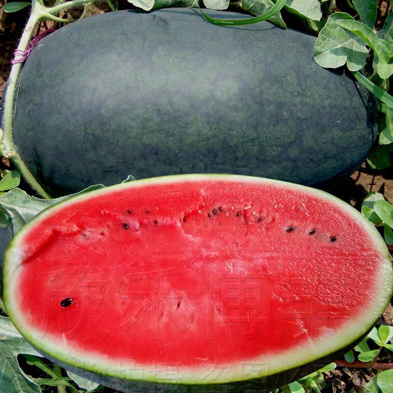 特大巨型超甜大富农黑皮红瓤西瓜种子水果种孑 黑美人西瓜种籽四季