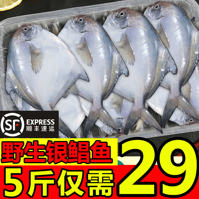 东海野生银鲳鱼新鲜鲳鱼冷冻银鲳鱼白鲳鱼平鱼5斤新鲜海鲜水产