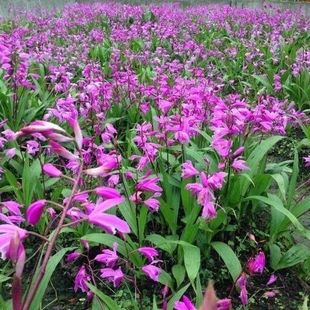 大苗盆景植物苗 紫花三叉白芨苗 药材苗