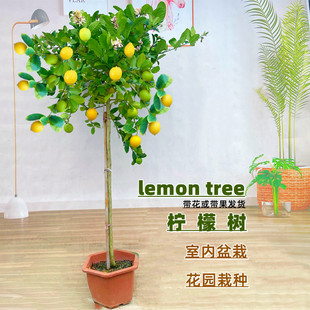 结果 香水柠檬树苗盆栽带果可食用客厅绿植大型植物尤力克阳台四季
