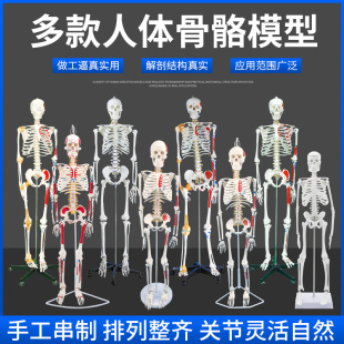 人体脊柱模型仿真小白骷髅标本 85cm180cm人体骨骼模型骨架可拆卸