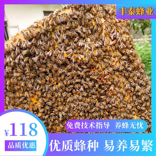 脾带蜂王土蜂新开产王 优质中蜂活群养殖蜜蜂出售笼蜂阿坝王带子