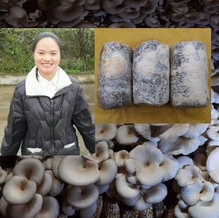 平菇菌种玉米芯种植平菇栽培三级种1包大包食用菌盆栽喷水出菇