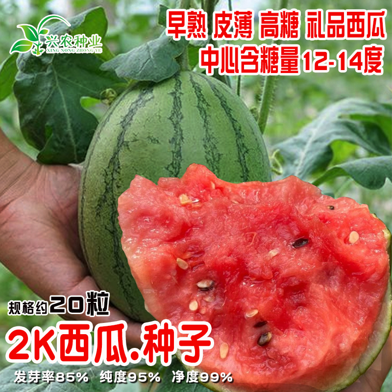 农田基地盆栽水果早熟手掰西瓜籽易种植 2K薄皮礼品西瓜种子