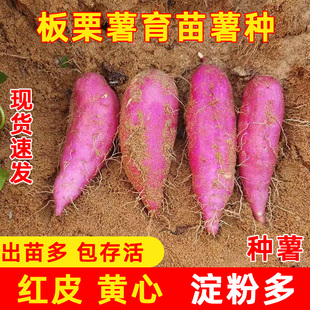 板栗红薯育苗种黄心薯洗粉白心白瓤粉糯新鲜山芋地瓜高产红薯种子