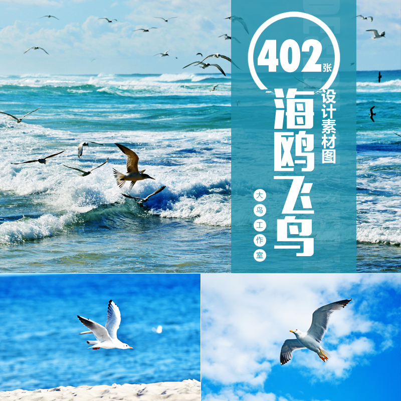 海鸟图片JPG 飞鸟自由翱翔蓝天下 海鸥素材大图大海中