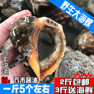 海鲜水产 鲜活海螺新鲜大海螺野生连云港特产贝类海鲜2斤 250g 包邮