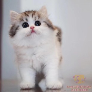 TICA猫舍繁育 美短银虎斑加白起司高地长毛妹妹 2月龄 甜美可爱