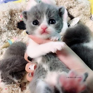 纯种双血英短蓝白弟弟妹妹 英短蓝白幼猫 CFA注册猫舍繁育