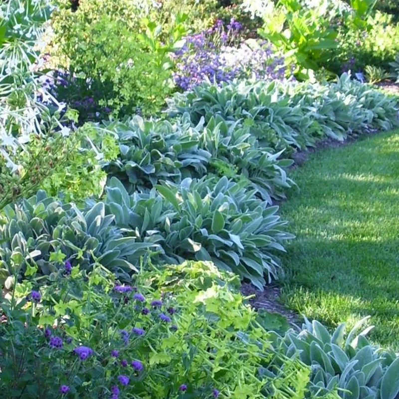 绵毛水苏盆栽羊耳朵庭院花园好养活银白色多年生耐热耐寒花境植物