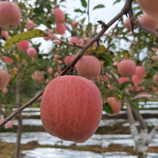 水果阳光苹果新鲜红富士不套袋丑苹果胜糖心脆甜多汁苹果 当季