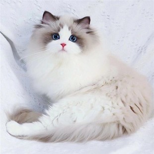 布偶猫幼猫活体海蓝山双赛级纯种血统重点色长毛仙女猫咪活物幼崽