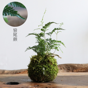 植觉 苔玉 盆栽茶盘摆件样板房绿植悬挂茶室茶空间 创意苔藓球日式
