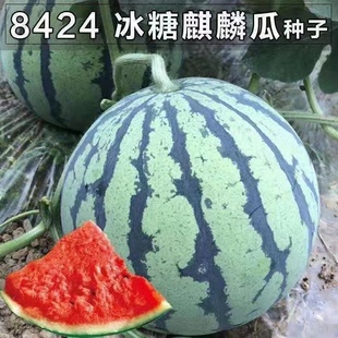 蔬菜水果种子 8424麒麟无籽西瓜种子籽特大高产巨型甜王南方小四季