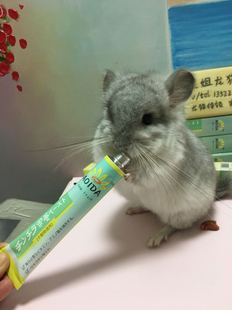 星姐龙猫狐獴AOIDA葵田日本进口小宠营养膏补充营养半流质50克