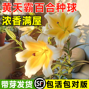 黄天霸百合种球香水重瓣百合花种球盆栽秋冬花卉室内植物花绿植物