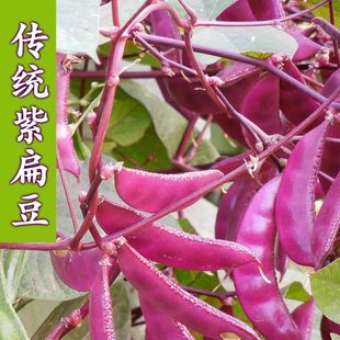 豆籽盆栽蔬菜种孑 春秋芸四季 紫扁豆种子紫眉豆紫红色早熟豆种冬季