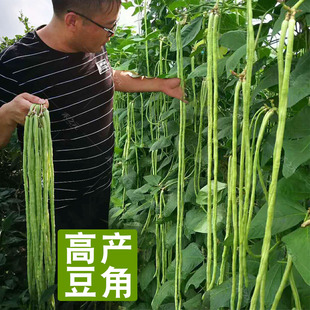张塘高产豇豆种子特长四季 豆秋冬季 豆角种籽大全蔬菜种苗农家 春季