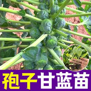 播蔬菜种孑 孢子甘蓝菜种苗包心菜抱子甘兰小型芽球包心菜种子四季
