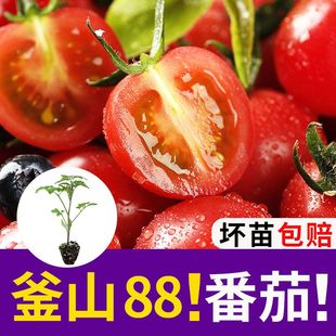 水果蔬菜菜苗圣女果苗西红柿 釜山88番茄苗子种子番茄种苗秧四季