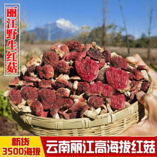 云南丽江野生红菇干货500g野生菌煲汤食材特级非福建红菇红蘑菇