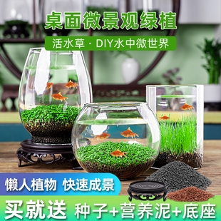 创意缸水培植物鱼缸水草种子籽懒人微景观生态瓶DIY生态鱼缸玻璃