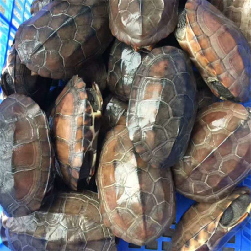 包邮 1到1.3斤 冷水 母种龟 滋补 乌龟 水龟 5年外池中华草龟