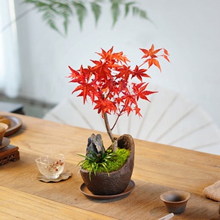 红树苗红舞姬老桩树苗桌面盆栽绿植耐寒观叶植物 日本红枫盆景三季