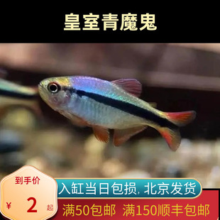 皇室青魔鬼灯鱼北京小型草缸观赏鱼淡水新手耐养热带鱼群游南美