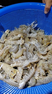 北海天然皮皮虾海鲜虾蛄鲜活速冻500克 全店可拼单五斤顺丰 包邮