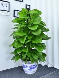 大叶绿萝柱盆栽室内净化空气办公室吸甲醛易活植物办公室公司绿植