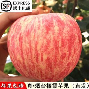 顺丰 包邮 整箱山东烟台栖霞红富士苹果10斤脆甜 苹果水果新鲜当季
