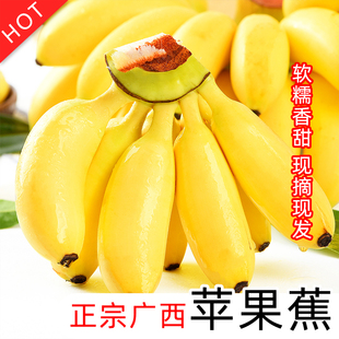 新鲜水果自然熟皮薄甜糯粉蕉芭蕉现摘现发整箱 正宗广西苹果蕉当季