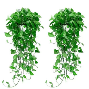 绿萝盆栽垂钓型植物垂下来 绿植挂墙真花家里适合放客厅 悬挂式