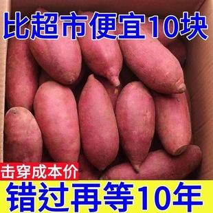 新鲜板栗蜜薯红薯10斤现挖现发烤地瓜现挖烟薯25号板栗番薯沙地薯