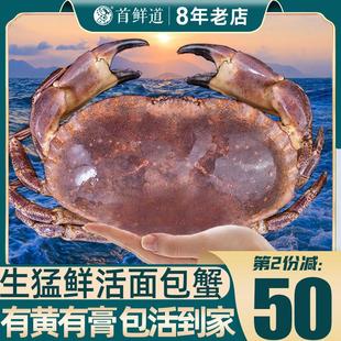 面包蟹鲜活超大黄金蟹母蟹鲜活帝王蟹新鲜海螃蟹特大水产 保活