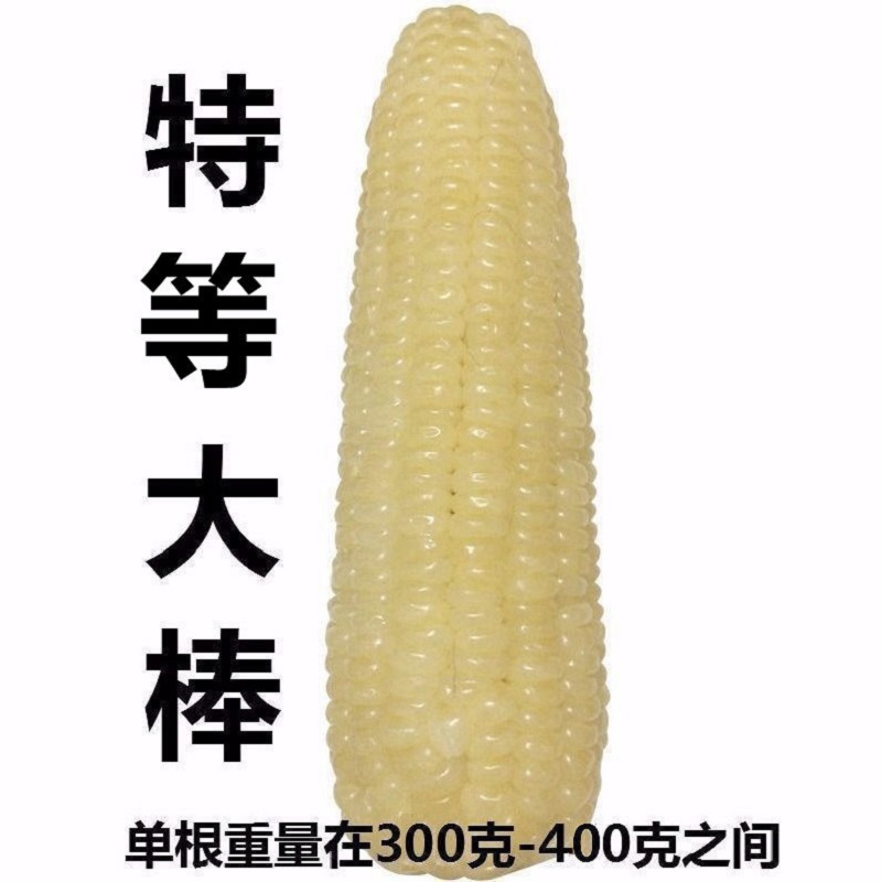 10大根 甜糯新白糯玉米非转基因粗粮东北粘苞米棒黏鲜香 300克