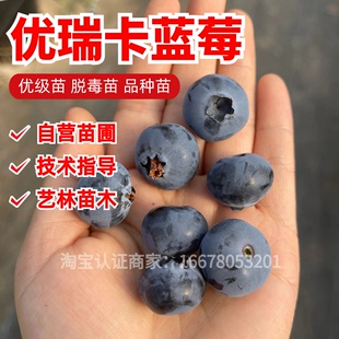 特大果优瑞卡蓝莓树苗盆栽阳台耐寒地栽南北方种植蓝莓苗当年结果
