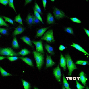 免疫荧光 裸鼠 科研实验技术服务 毒性实验CCK8 MTT 细胞实验外包