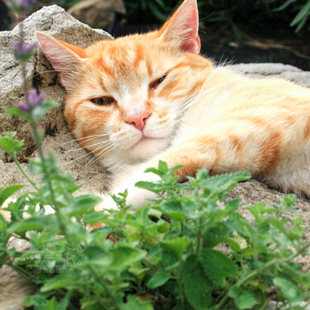 观赏驱蚊花卉猫薄荷种子小荆芥猫咪零食化毛草籽多年生室内外盆栽